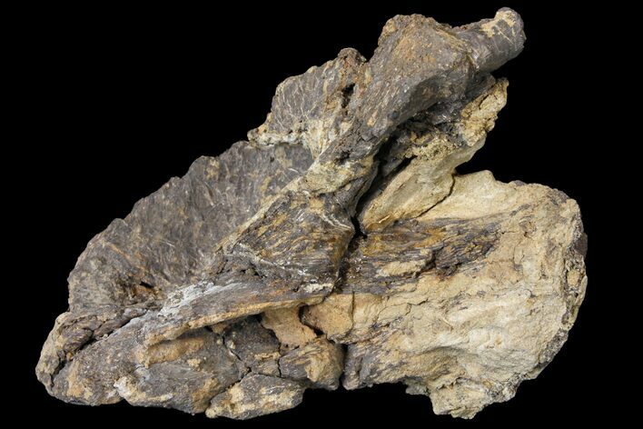 Sauropod Vertebra Section - Morrison Formation #120137